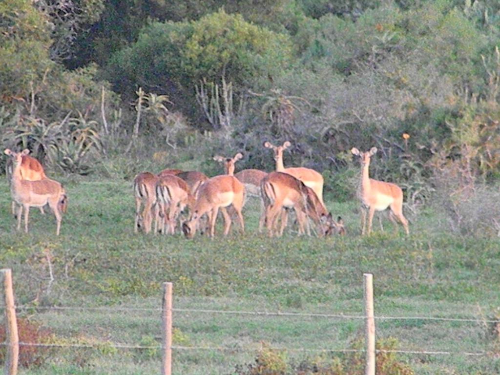 Отель The Hexagon Wildlife Conservation Uitenhage Экстерьер фото
